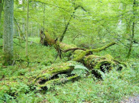 Bielaviežskaja pušča National Park